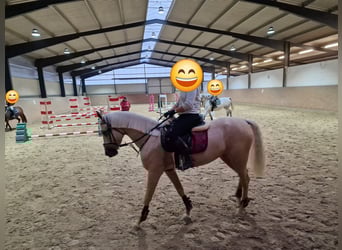 Spanisches Sportpferd, Stute, 7 Jahre, 160 cm, Palomino