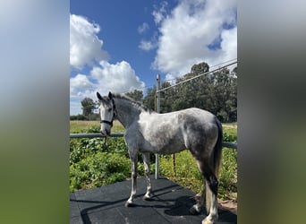 Spanisches Sportpferd, Stute, 7 Jahre, 160 cm, Schimmel