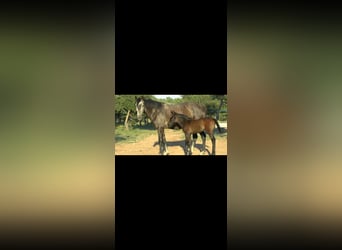 Spanisches Sportpferd, Stute, 7 Jahre, 161 cm, Schimmel