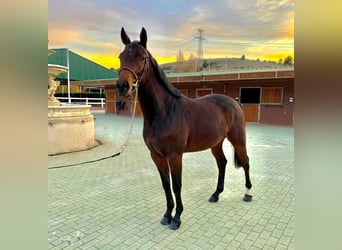 Spanisches Sportpferd, Stute, 7 Jahre, 164 cm, Brauner