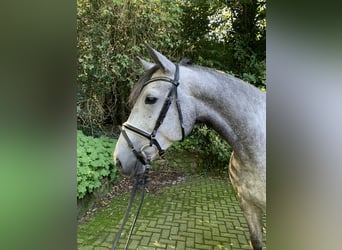 Spanisches Sportpferd, Stute, 7 Jahre, 167 cm, Apfelschimmel