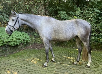 Spanisches Sportpferd, Stute, 7 Jahre, 167 cm, Apfelschimmel