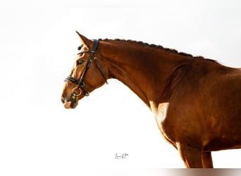 Spanisches Sportpferd, Stute, 7 Jahre, 168 cm, Brauner