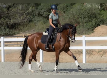 Spanisches Sportpferd, Stute, 7 Jahre, 168 cm, Brauner