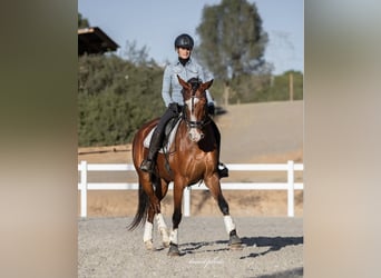 Spanisches Sportpferd, Stute, 7 Jahre, 168 cm, Brauner