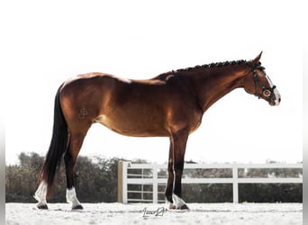 Spanisches Sportpferd, Stute, 7 Jahre, 168 cm, Brauner