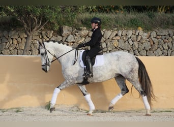 Spanisches Sportpferd, Stute, 7 Jahre, 169 cm, Schimmel