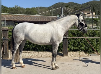 Spanisches Sportpferd, Stute, 7 Jahre, 169 cm, Schimmel