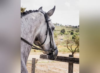 Spanisches Sportpferd, Stute, 7 Jahre, 169 cm, Schimmel