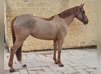 Spanisches Sportpferd, Stute, 7 Jahre, Fuchs