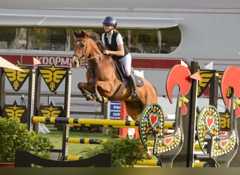 Spanisches Sportpferd Mix, Stute, 8 Jahre, 148 cm, Brauner