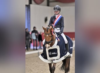 Spanisches Sportpferd Mix, Stute, 8 Jahre, 148 cm, Brauner