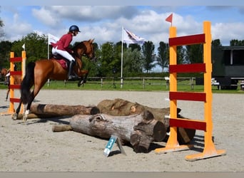Spanisches Sportpferd Mix, Stute, 8 Jahre, 148 cm, Brauner