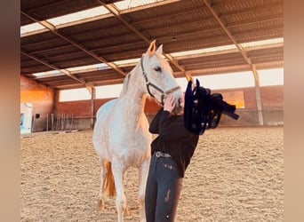 Spanisches Sportpferd, Stute, 8 Jahre, 154 cm, Schimmel