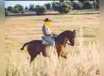 Spanisches Sportpferd, Stute, 8 Jahre, 156 cm, Brauner