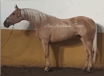 Spanisches Sportpferd, Stute, 8 Jahre, 160 cm, Palomino