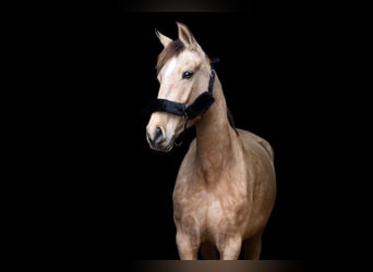 Spanisches Sportpferd, Stute, 8 Jahre, 165 cm, Buckskin