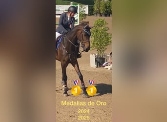 Spanisches Sportpferd, Stute, 8 Jahre, 168 cm, Brauner