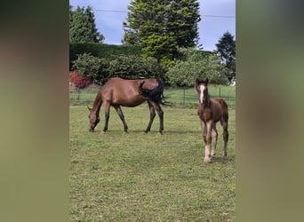 Spanisches Sportpferd, Stute, 8 Jahre, 170 cm, Brauner