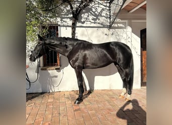 Spanisches Sportpferd, Stute, 8 Jahre, 170 cm, Rappe