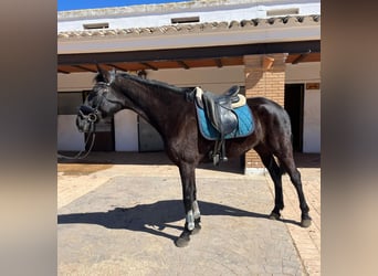 Spanisches Sportpferd Mix, Stute, 8 Jahre, 170 cm, Rappe