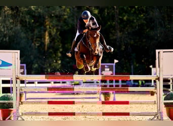 Spanisches Sportpferd, Stute, 8 Jahre, 172 cm, Brauner