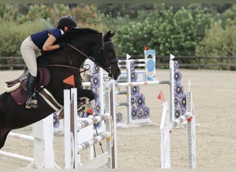 Spanisches Sportpferd, Stute, 8 Jahre, 173 cm, Rappe