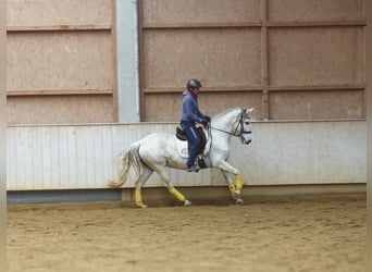 Spanisches Sportpferd Mix, Stute, 9 Jahre, 155 cm, Rappschimmel