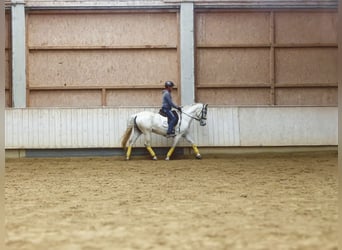 Spanisches Sportpferd Mix, Stute, 9 Jahre, 155 cm, Rappschimmel