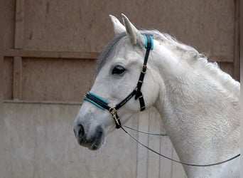 Spanisches Sportpferd Mix, Stute, 9 Jahre, 155 cm, Rappschimmel