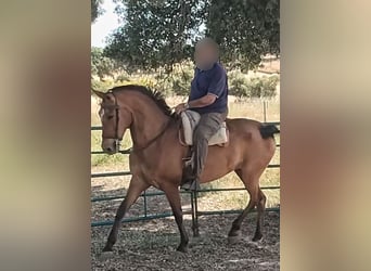 Spanisches Sportpferd, Stute, 9 Jahre, 162 cm, Rotbrauner