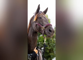 Spanisches Sportpferd, Stute, 9 Jahre, Rappe