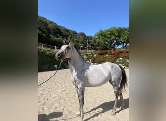 Spanisches Sportpferd, Stute, 9 Jahre, Schimmel