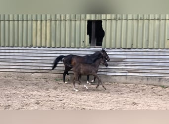 Spanisches Sportpferd, Stute, Fohlen (03/2023), 165 cm, Rappe