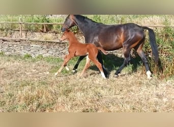 Spanisches Sportpferd, Stute, Fohlen (04/2026), Fuchs