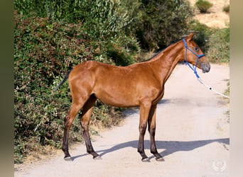 Spanisches Sportpferd, Stute, Fohlen (01/2026), Tigerschecke