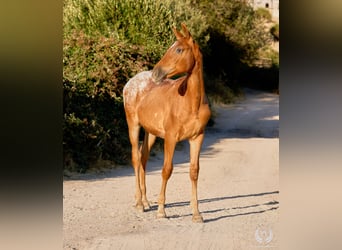 Spanisches Sportpferd, Stute, Fohlen (03/2026), Tigerschecke