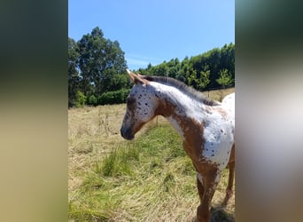 Spanisches Sportpferd, Stute, Fohlen (04/2025), Tigerschecke