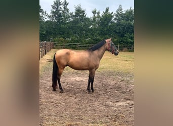 Spanisches Sportpferd, Wallach, 10 Jahre, 146 cm, Buckskin