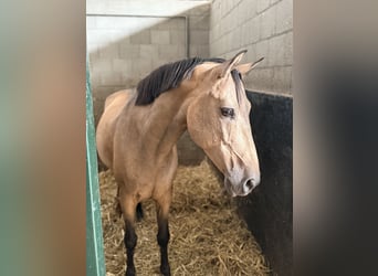 Spanisches Sportpferd, Wallach, 10 Jahre, 146 cm, Buckskin