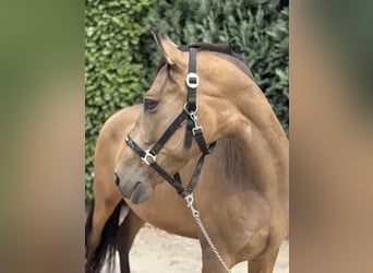 Spanisches Sportpferd, Wallach, 10 Jahre, 147 cm, Buckskin