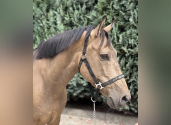Spanisches Sportpferd, Wallach, 10 Jahre, 147 cm, Buckskin