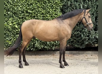 Spanisches Sportpferd, Wallach, 10 Jahre, 147 cm, Buckskin