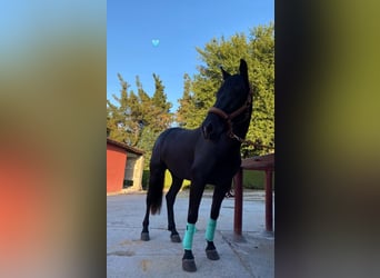 Spanisches Sportpferd, Wallach, 10 Jahre, 154 cm, Dunkelbrauner
