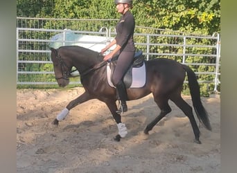 Spanisches Sportpferd, Wallach, 10 Jahre, 158 cm, Rappe
