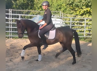 Spanisches Sportpferd, Wallach, 10 Jahre, 158 cm, Rappe