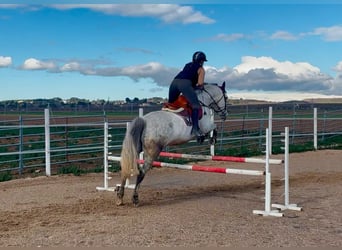 Spanisches Sportpferd, Wallach, 10 Jahre, 160 cm, Apfelschimmel