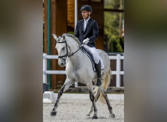 Spanisches Sportpferd, Wallach, 10 Jahre, 164 cm, Schimmel