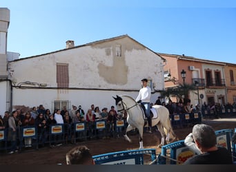 Spanisches Sportpferd, Wallach, 10 Jahre, 164 cm, Schimmel