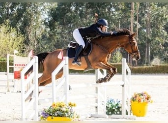 Spanisches Sportpferd, Wallach, 10 Jahre, 165 cm, Dunkelbrauner